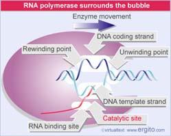 DNA dependent RNA nucleotides many