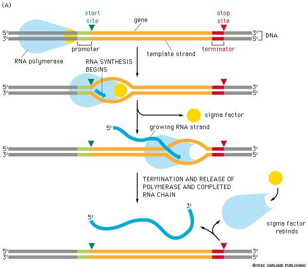 6 7. DNA transcription produces a single
