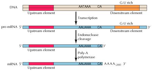 RNA processing mrna gets processed, mainly in eukaryotes 3