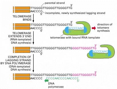 DNA RNA protein transcription translation DNA