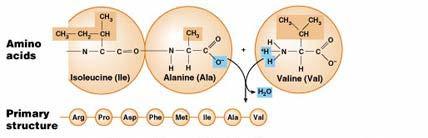 Amino acid :