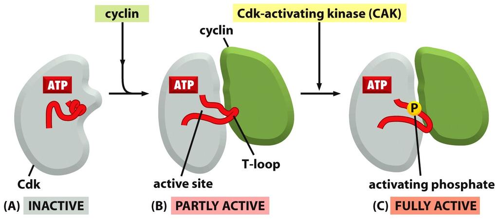 CELL CYCLE REGULATORS Complete activation requires further phosphorylation at a