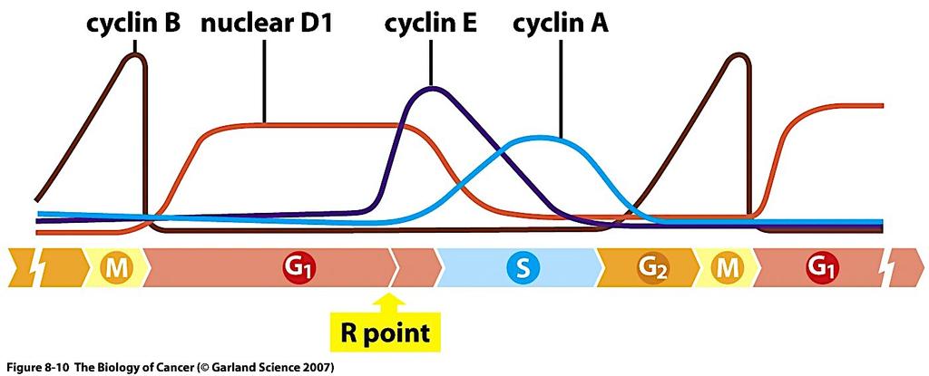 CYCLINS Cyclins are named cyclins because their appearance during the cell cycle is cyclical.
