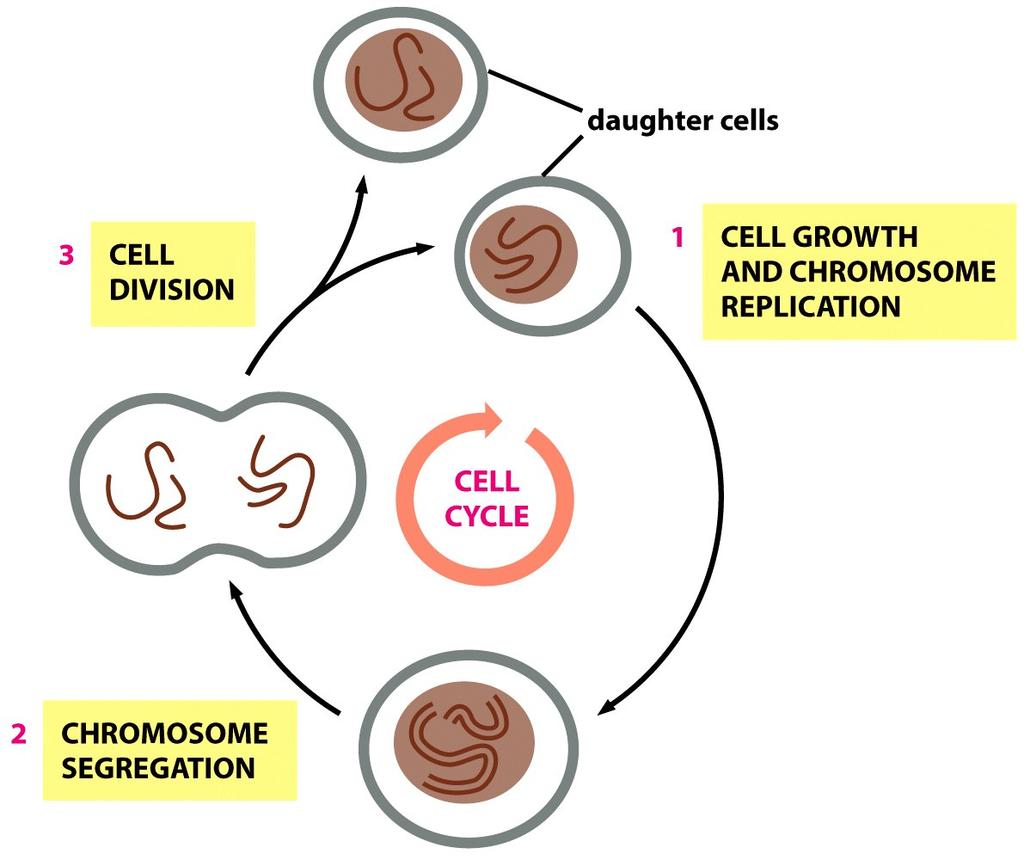 CELL DIVISION CYCLE Figure 17-1 Molecular Biology of the