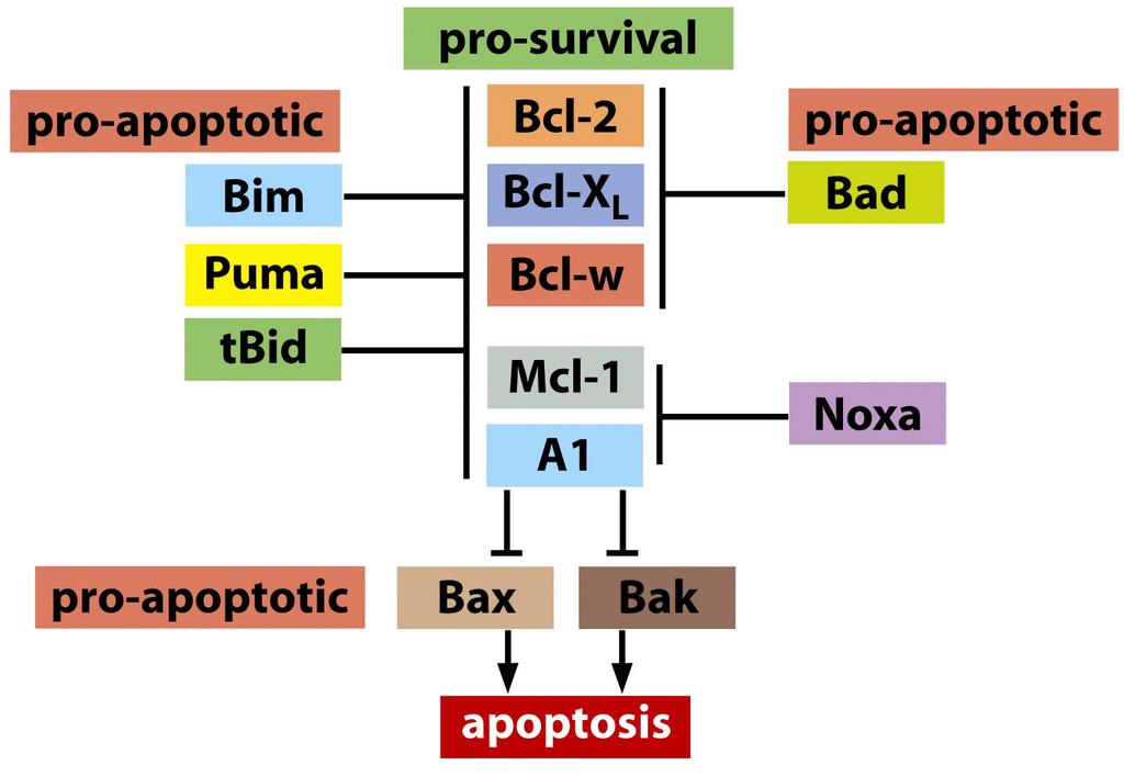 Apoptosis is a normal self- destruc3on mechanism
