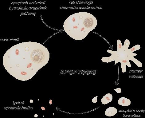 Apoptosis is a normal