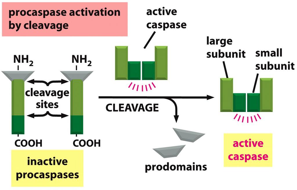 7 Figure 18-5a Molecular Biology