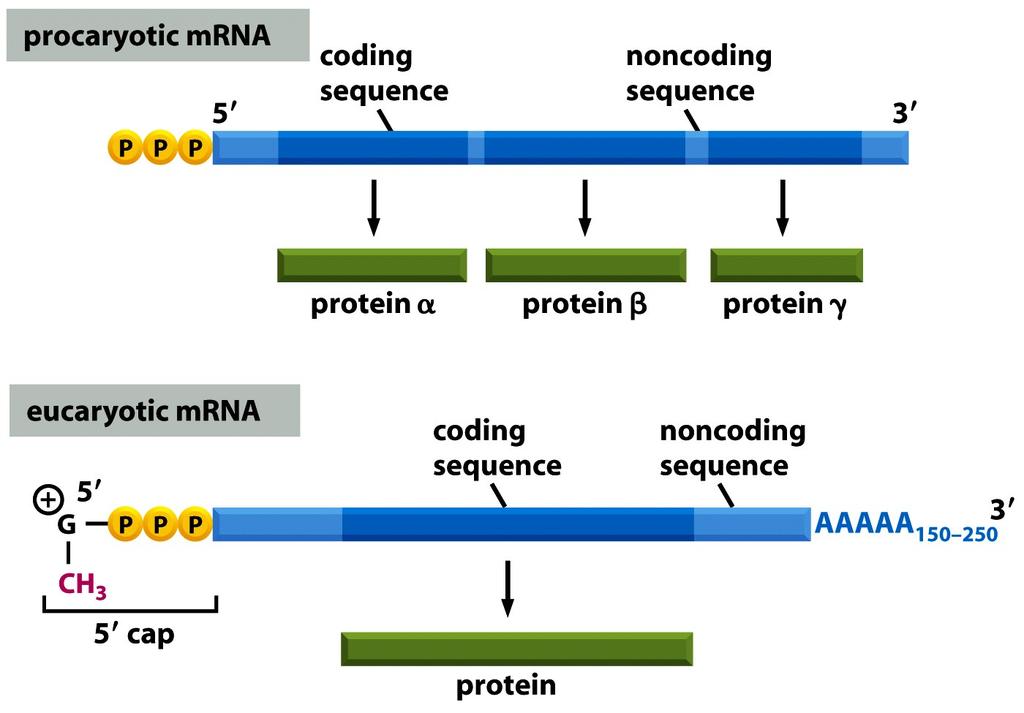 Figure 6-22a Molecular Biology