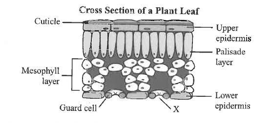 The drawing below shows a cross section of a plant leaf. How does the component marked x contribute to the survival of the plant? A.