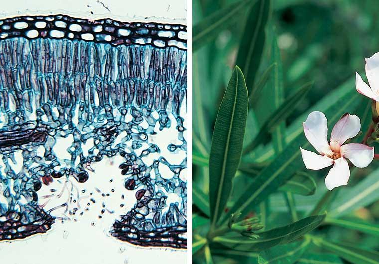 In some xerophytes, stomata are concentrated on the lower (shady) leaf surface. They are often located in depressions ( crypts ) that shelter the pores from the dry wind.