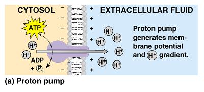 Both the concentration gradient and the membrane potential are forms of potential (stored) energy that can be harnessed