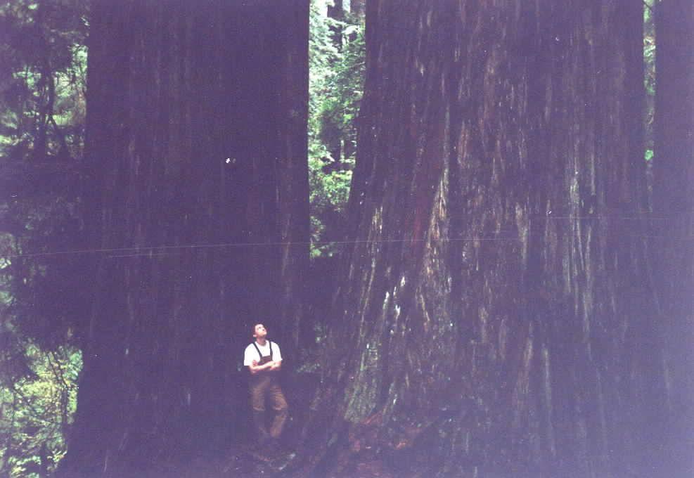 Redwood,