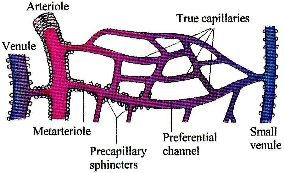 Blood circulates through the cardiovascular system, a closed system of vessels.