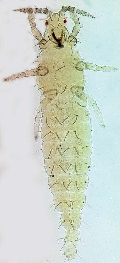 4.2 Larvae The immature stages are not known for six of the species of Echinothrips, but the larvae of E.