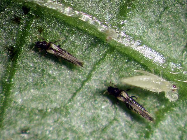 This thrips may be found feeding on both the upper and lower surfaces of leaves, indeed on any green tissues, and on some soft leaved plants feeding may result in leaf distortion.