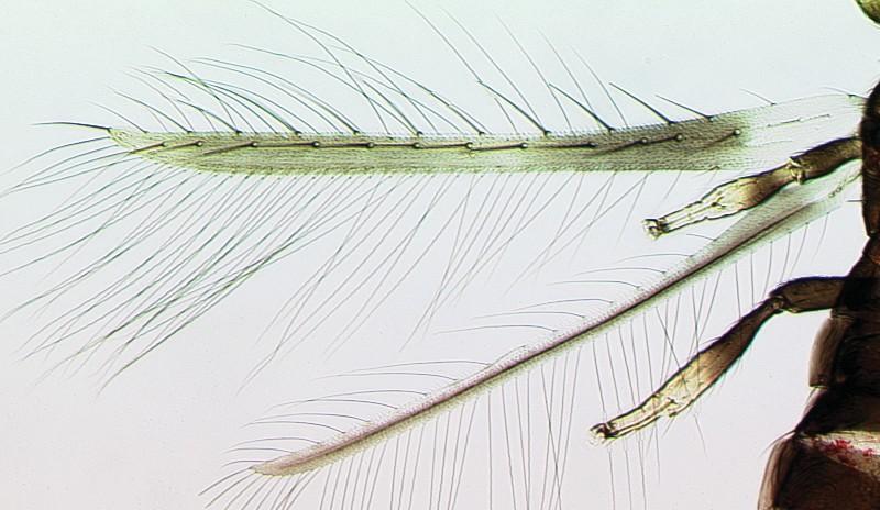 Echinothrips americanus has a pair of setae on the second antennal segment of which the apices are
