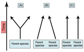 Patterns of Evolution Divergent evolution when two species that