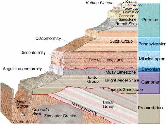 and transitional fossils Law of Superposition allows for relative dating deeper fossils are older