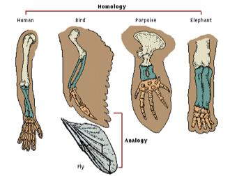 snakes pelvis, leg bones Molecular biology closely related species share similar DNA and proteins.