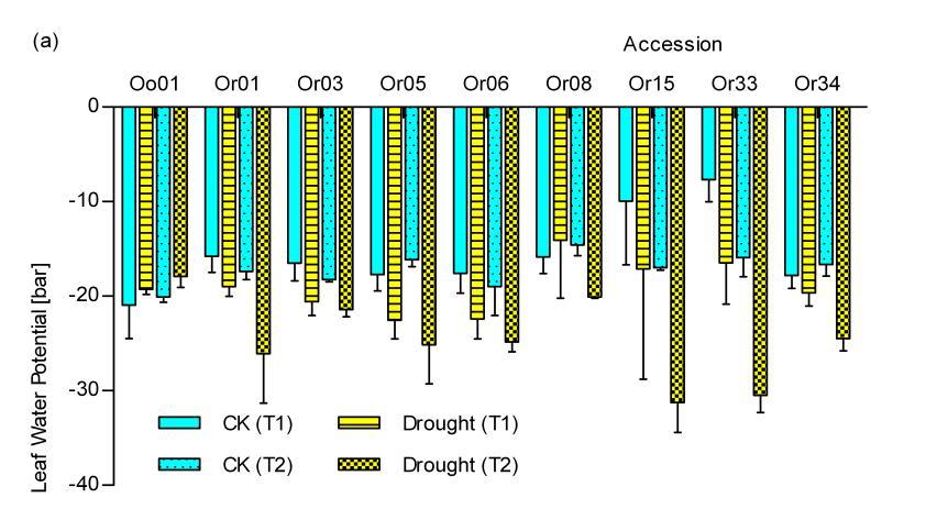 changed slightly under drought while other accessions had sharp decreases. Four accessions (Oo01, Or05, Or06 and Or08) maintained relatively higher root weight under drought stress.