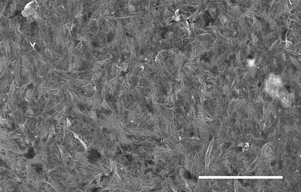 Flexible Thin Film SWCNT Thin Film on PDMS 1 μm Due to some SWCNTs trapped in the nanopores acting as ankers during filter removal process, the SWCNT thin film transferred to the PDMS shows bundle