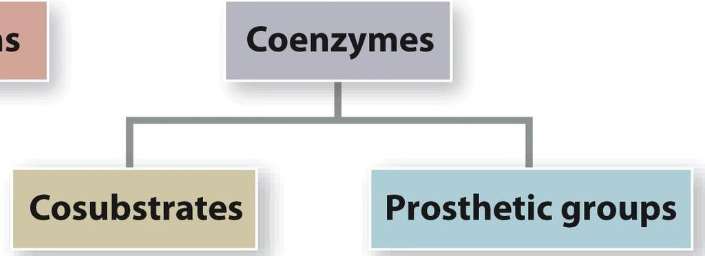 Enzyme Cofactors: Coenzymes Coenzymes are usually organic or organonometallic compounds that are further subdivided into two categories: (1) Cosubstrates they bind to enzymes only TRANSIENTLY they