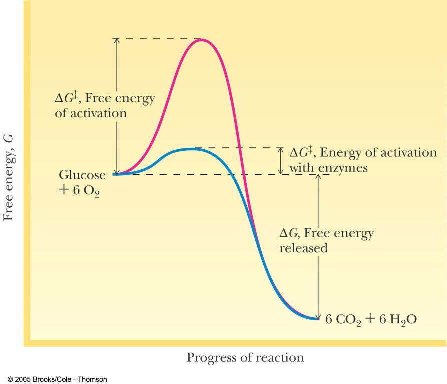 Enzymes and Thermodynamics Enzymes do NOT change the thermodynamics of a reaction; G o or the K eq of a reaction If a reaction is exergonic without an enzyme it will be with one.