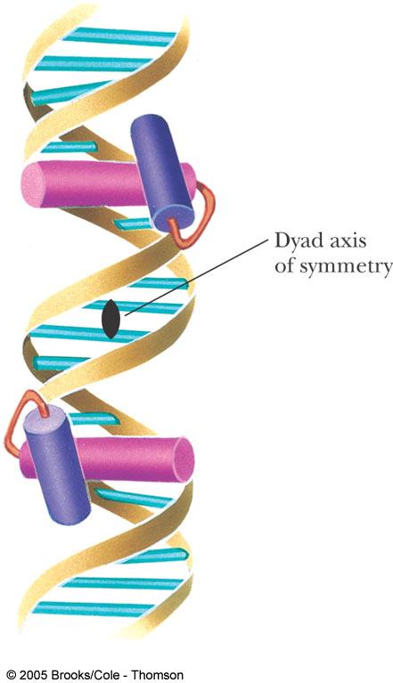 Base sequence specific DNA binding Proteins Amino acid residues in the protein need to make contact with the sugar-phosphate backbone and the bases Most DNA binding proteins are one of 3 classes: