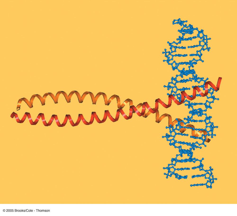 34 Model for the heterodimeric bzip transcription factor c-fos: c-jun bound to a DNA oligomer containing the AP-1 consensus target sequence TGACTCA. (Adapted from Glover,J.N.M., and Harrison,S.