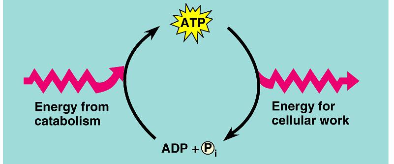 ATP is like a battery that is continually recharged by adding a phosphate group to ADP. Where does the energy to recharge come from?