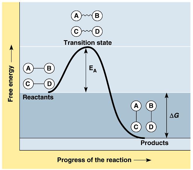 Activation energy is the amount of energy necessary to push the reactants over an energy barrier, after which they react on their own.