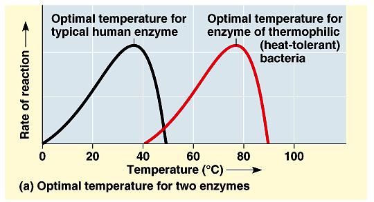 Temperature has a major impact on reaction rate. As temperature increases, collisions between substrates and active sites occur more frequently as molecules move faster.