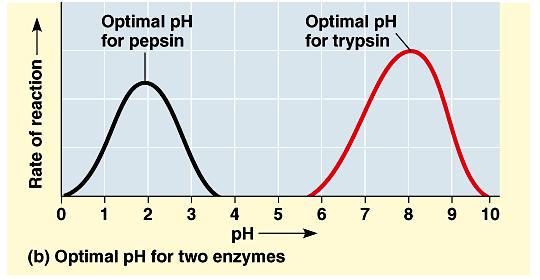 Because ph also influences shape and therefore reaction rate, each enzyme has an optimal ph too. This falls between ph 6-8 for most enzymes.