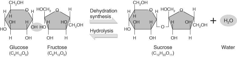 Disaccharides Disaccharides are formed from two monosaccharides by dehydration synthesis; they can be split back into simple sugars by hydrolysis.