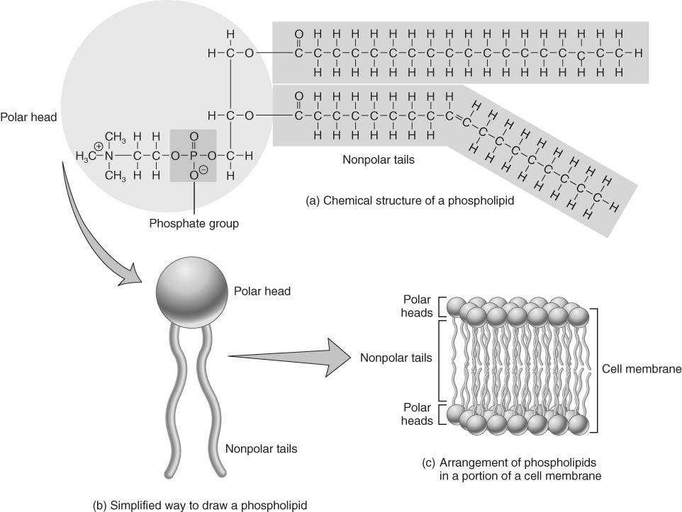 Chemical Nature of Phospholipids head tails Phospholipids Phospholipids are important membrane components.