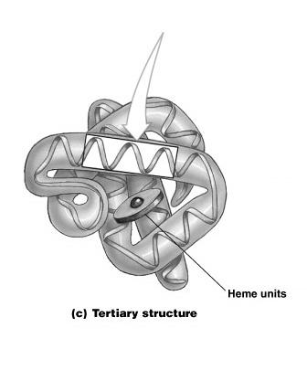 Tertiary Structure Secondary structure folds into a unique shape Quaternary Structure Final protein