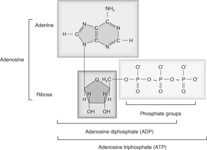 Adenosine Triphosphate (ATP) Temporary molecular storage of energy for use in cellular activities muscle contraction, transport of substances across cell membranes, movement of structures within