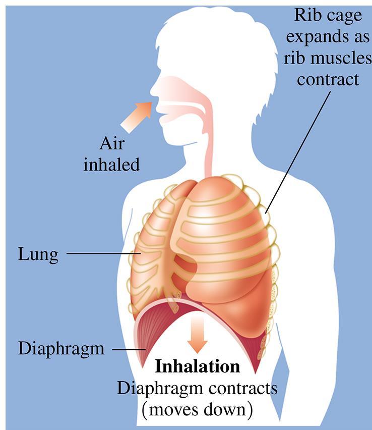 Boyles Law and Breathing During inhalation, o Chest cavity volume increases, P in lungs decreases During exhalation, o Chest
