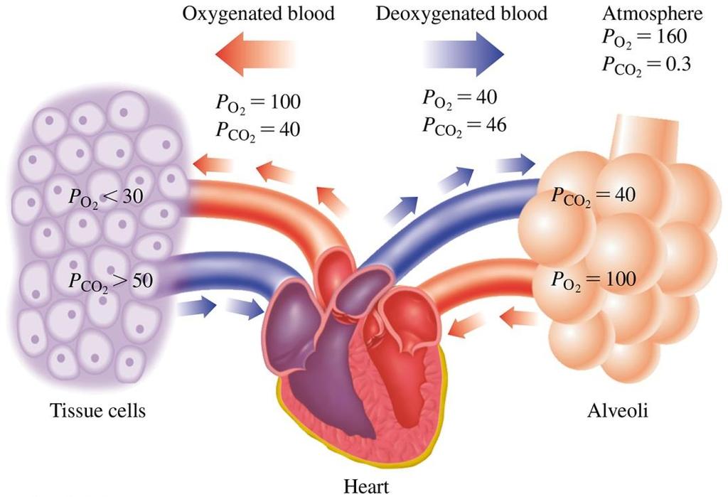 Blood Gases o In the lungs, O 2 enters the blood, while CO 2 from the blood is released.