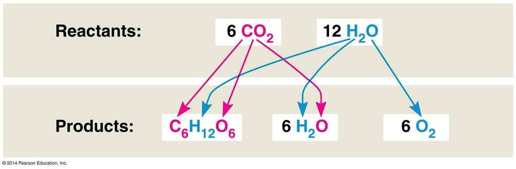 What happens to the reactant H 2 O during photosynthesis? It is split during the light reactions.