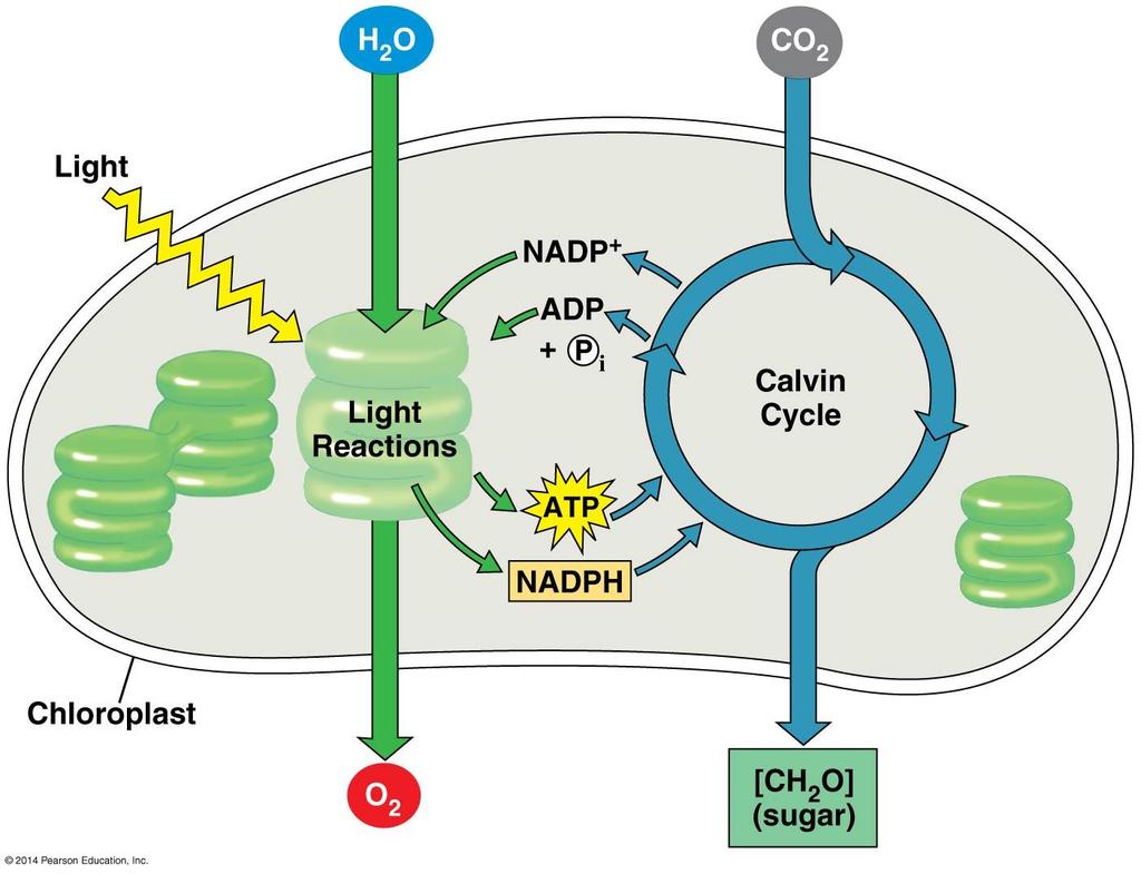 Where do the light reactions take place?