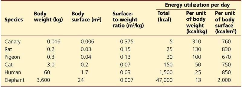 Metabolic Rate vs. Body Size 1.