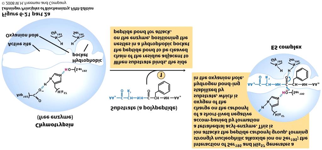 Chymotrypsin Mechanism Step 1: Substrate Binding