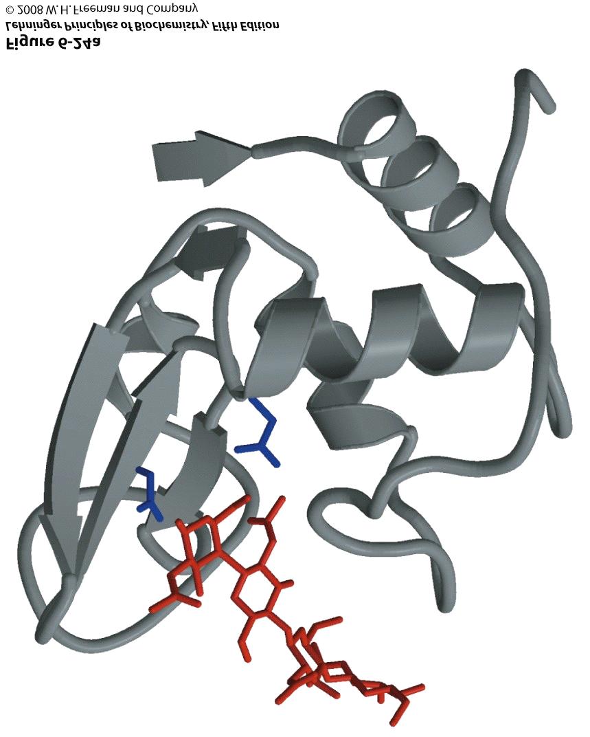 Ribbon diagram of lysozyme with the active-site residues Glu 35 and