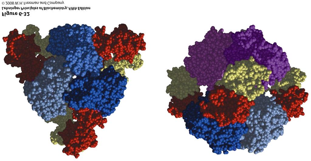 Two views of the regulatory enzyme aspartate transcarbamoylase This allosteric regulatory enzyme has two stacked catalytic clusters, each with three catalytic polypeptide chains (in shades of blue