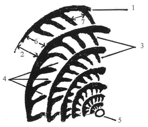 B: Equational section. 1 - spiral lamella, 2 - whorl, 3 - septum, 4 - chamber, 5 - protoconch, 6 - height of the chamber, 7 - length of the chambers Figure 2B.