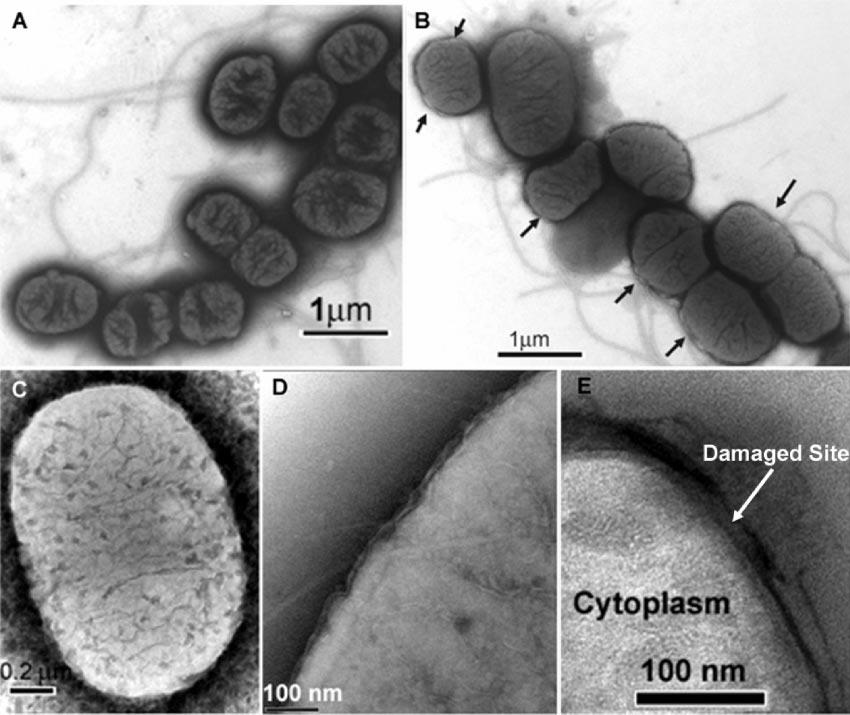 1718 PAL ET AL. APPL. ENVIRON. MICROBIOL. FIG. 8. EFTEM images of E. coli cells. (A) Untreated E. coli. Flagella can be seen. (B) E. coli grown on agar plates supplemented with Ag (AgNO 3 ).
