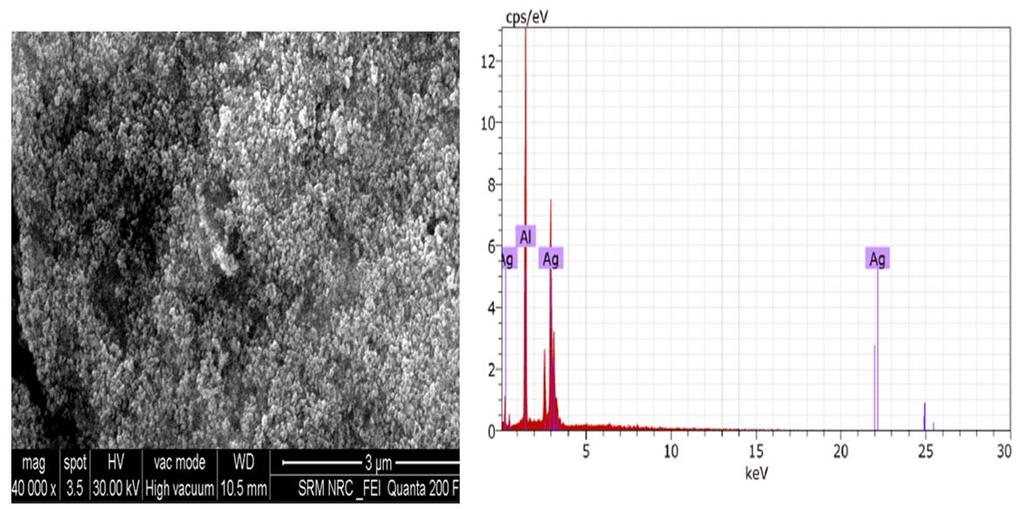 Wavelength (nm) Fig 1 : UV-Visible spectroscopy for silver nanoparticles. 3.3.SEM and EDAX Analysis The SEM image of silver nanoparticles synthesized by using is shown in C. roseus stem bark extract.