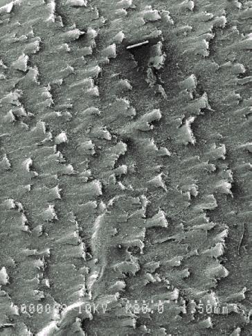 Figure 4: SEM Photomicrograph of Typical Pipe Coating after Several Runs (Plan View and a Cut-Through View). 4.2 Solids Impact and Friction The second term in eq.