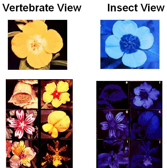 Insects see UV wavelengths Markings on flowers appear different to them than to human eyes!